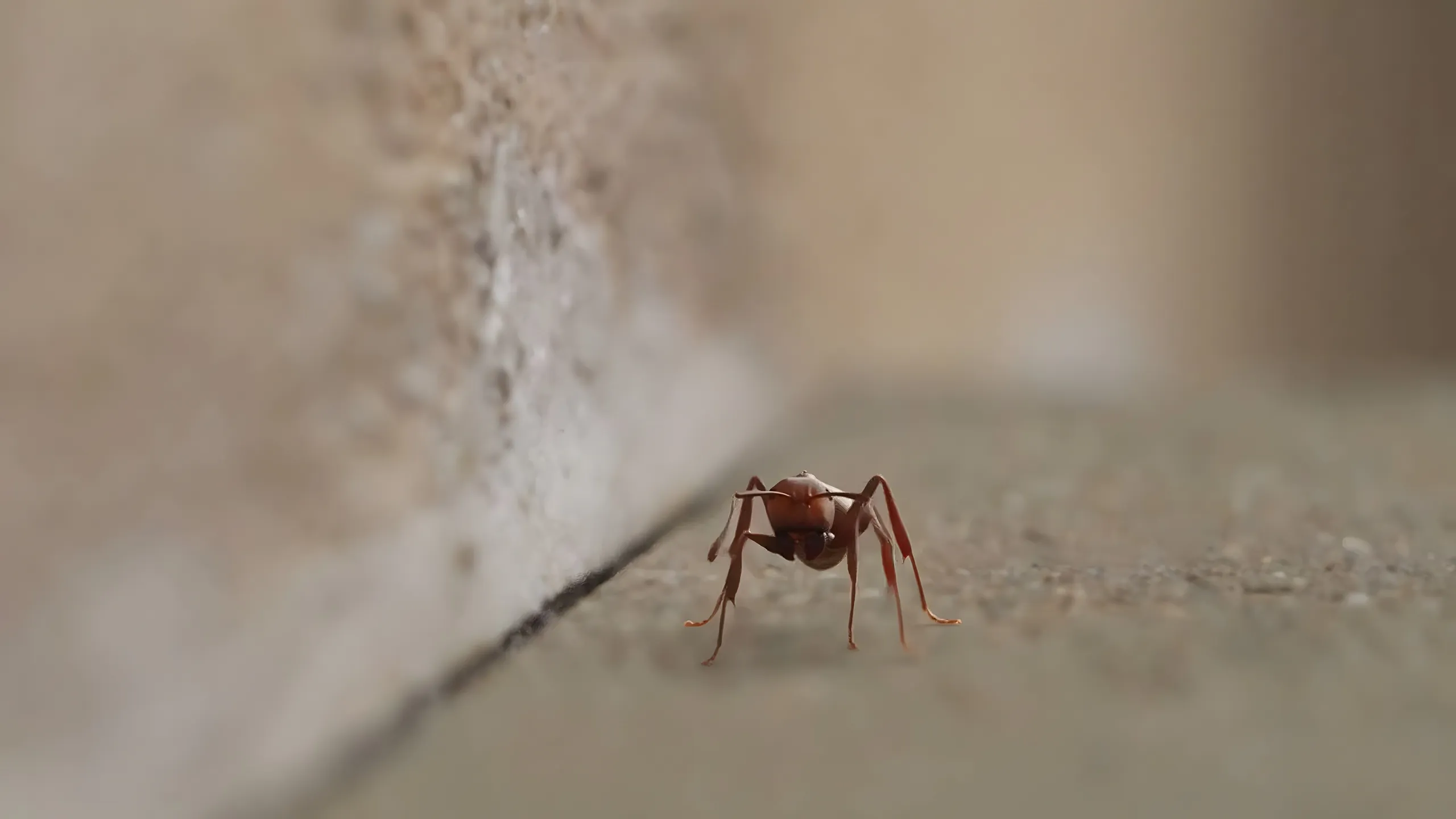 Fenceline Pest Control ad film, Tiny Tenants