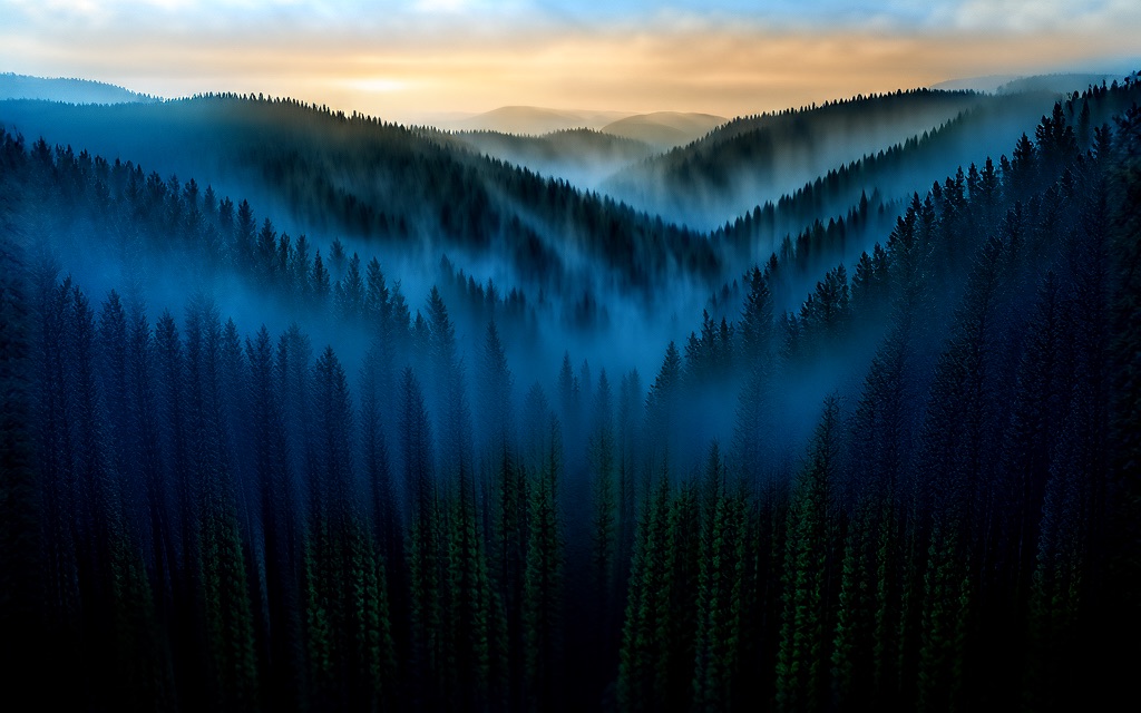 Valley of Pines